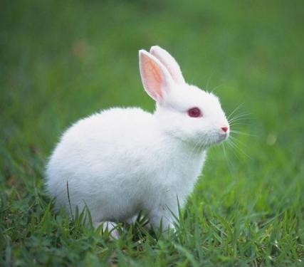 فوائد الأرانب