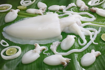 فوائد الحبار - الكليماري - السبيط